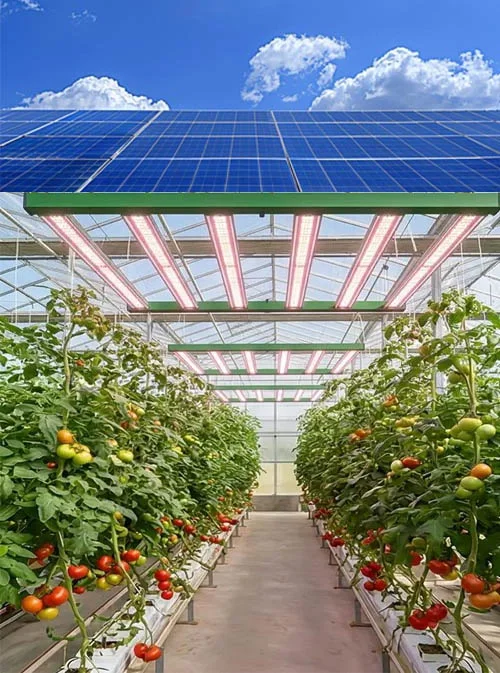 solar grow lights of Commercial-Greenhouse solar grow lights of Commercial-Greenhouse