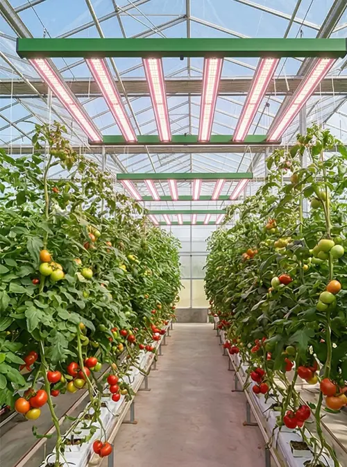 Commercial Smart Greenhouse