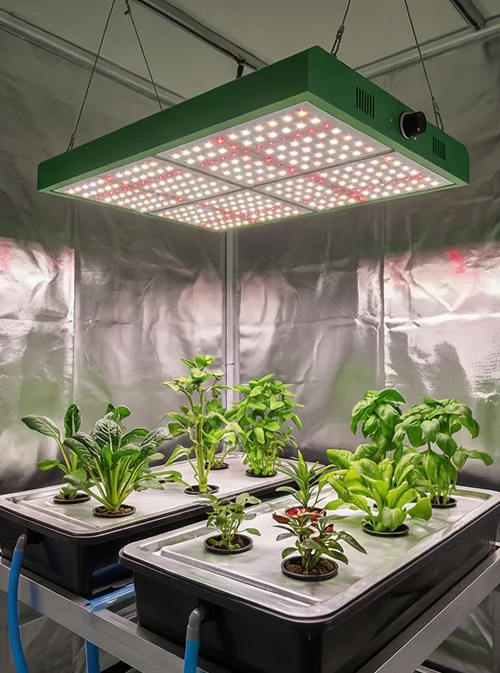 Indoor-Domestic-Hydroponics 