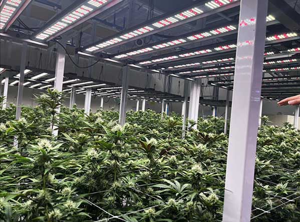 Growing marijuana indoors in Bangkok, Thailand