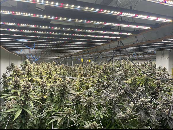 Indoor Cannabis Cultivation in Texas, USA
