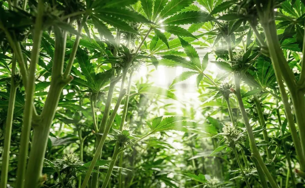 Cannabis Canopy Penetration