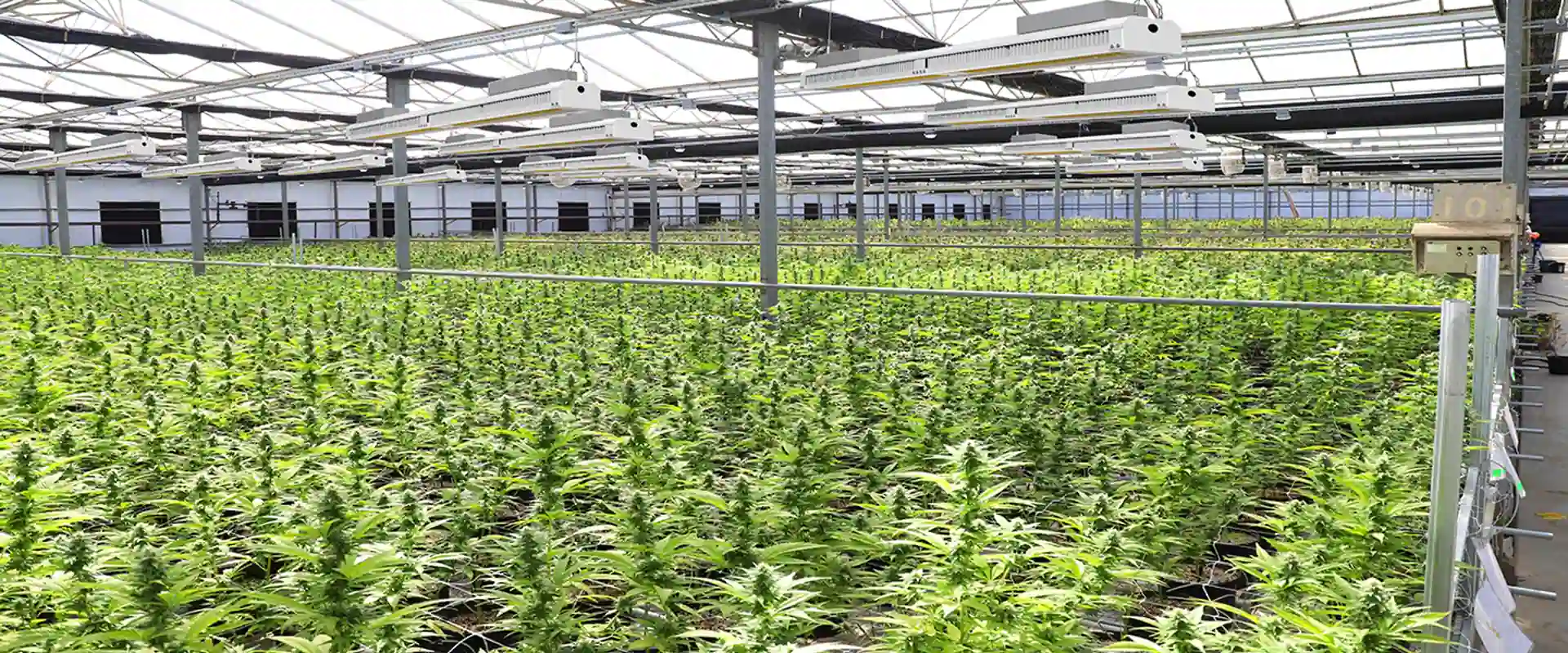 Commercial Cannabis Solutions