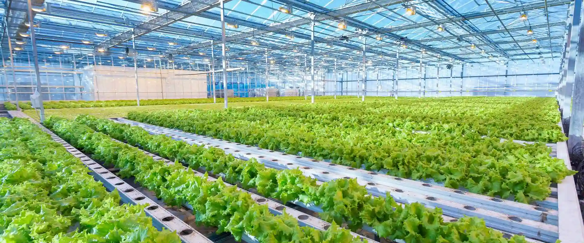 Commercial Vertical Farming Solutions