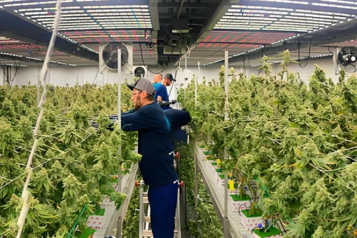 Indoor cannabis farm solutions