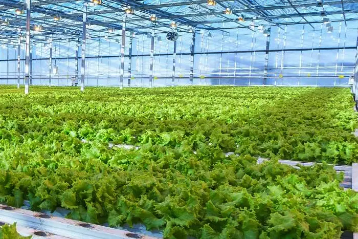 Indoor Vegetable Farm Solutions
